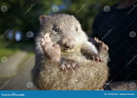 Baby Wombat Australia Royalty Free Stock Photos - Image: 13749378