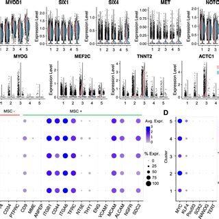 Myogenic cell identity of CFS414 cells. (A) Violin plots of myoblast... | Download Scientific ...