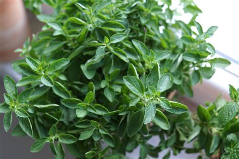 Oregano: Planting, Growing, and Harvesting Oregano Plants | The Old ...