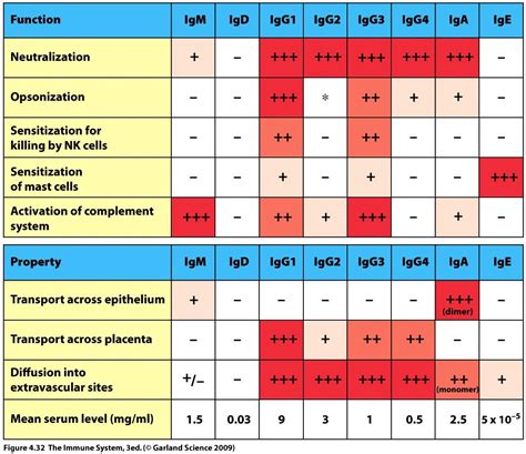 Immunoglobulins | Medical laboratory science, Immunology, Laboratory ...