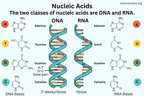 What Is a Nucleic Acid? Definition and Examples