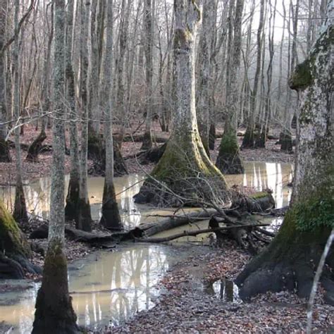 10 Tree Types That Grow in Swamps & Marshes - Pond Informer