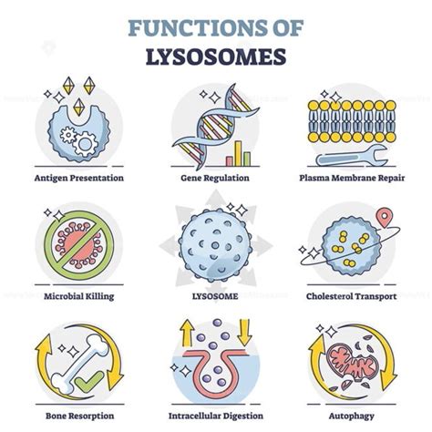 Functions of lysosomes with anatomical explanation outline collection set – VectorMine