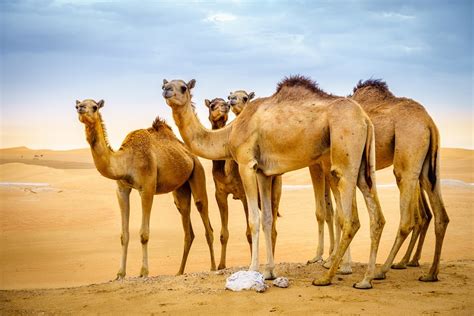 Horses vs. Camels: What Are the Differences and Their Uses?