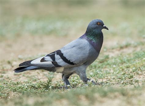 Rock Dove - Owen Deutsch Photography