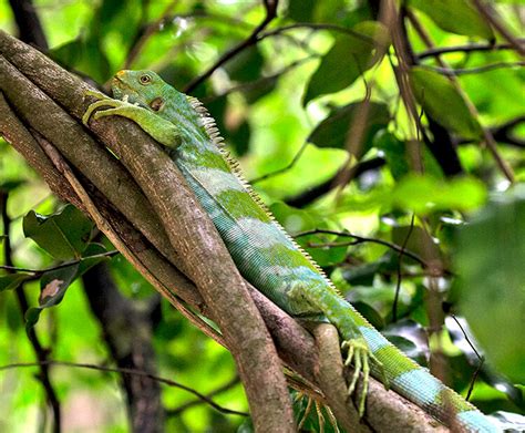 Fiji iguana | San Diego Zoo Wildlife Explorers