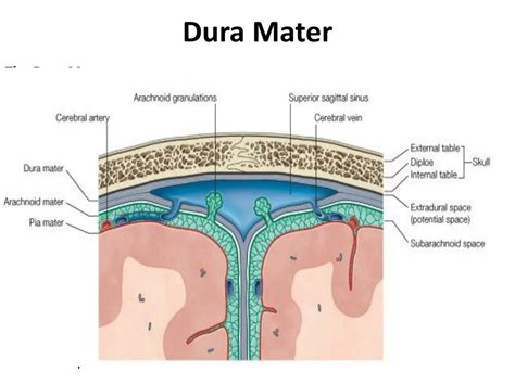 PPT - The Meninges PowerPoint Presentation, free download - ID:4876527