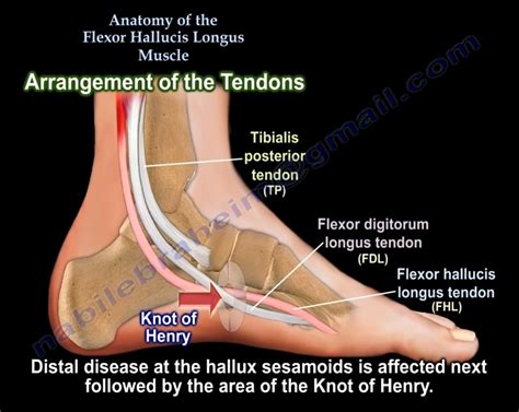 Flexor Hallucis Longus Muscle - Pain, Treatment, Tendon & Exercises