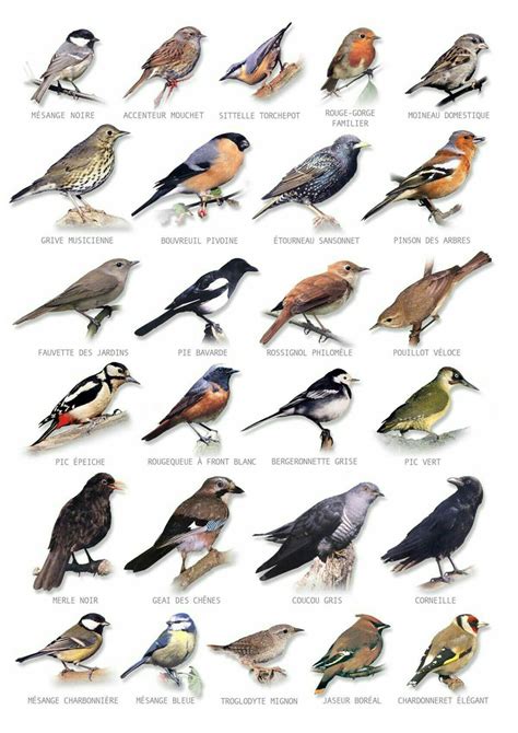 Birds of Our Backyard Poster