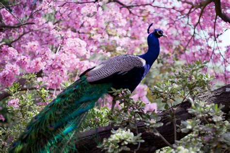 peacock, Bird, Colorful, 6 Wallpapers HD / Desktop and Mobile Backgrounds