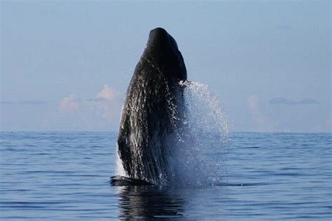 Pico Island Dolphin & Whale Watching from Lajes do Pico