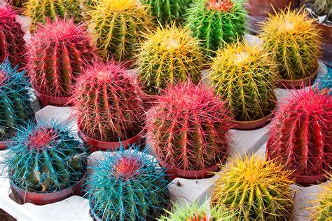 these colorful cacti : r/oddlysatisfying