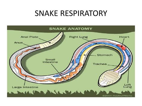 PPT - GAS EXCHANGE Cardio Respiratory System PowerPoint Presentation, free download - ID:2065069