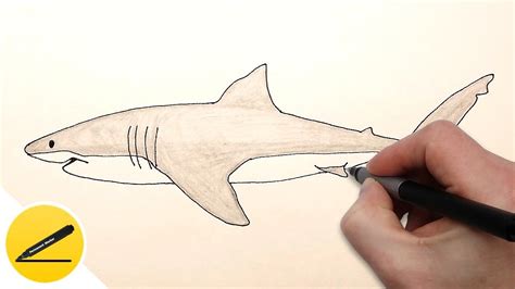 tiger shark drawing easy - Takisha Downs