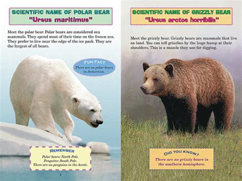 Polar Bear Vs Grizzly Bear Size Comparison