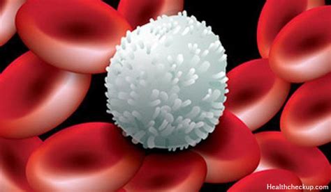 Low Lymphocyte Count Causes, Symptoms, Normal Ranges, Treatment