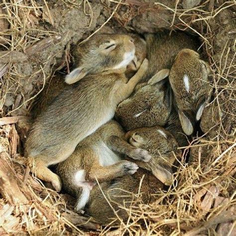 Here's What You Should Do If You Find A Nest Of Baby Bunnies - Small Joys