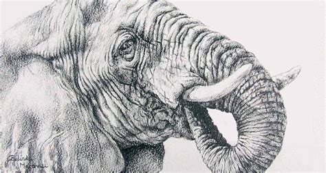 Discover more than 161 animals pencil drawing images super hot ...