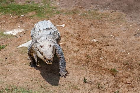 Jamaican crocodile | Animals, Animals wild, Safari park