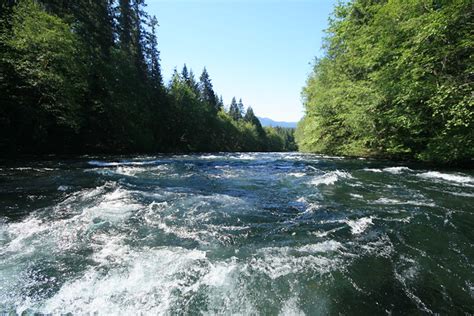 Victory in McKenzie Bridge: Goose Island | The Caddis Fly: Oregon Fly ...