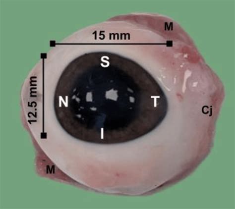 Enucleated Porcine Eye | Download Scientific Diagram