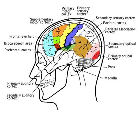 Hypoxia, Brain; Cerebral Anoxia; Anoxia, Brain; Anoxic Encephalopathy ...