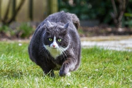 How To Tell If Your Cat Is Overweight | Argos Pet Insurance