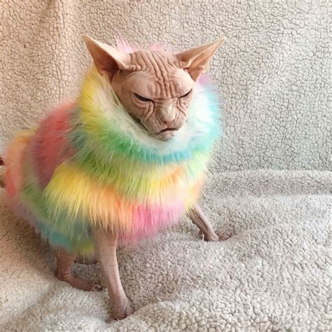 PsBattle: Hairless cat in a rainbow sweater. : r/photoshopbattles