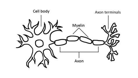 Light-Up Neuron