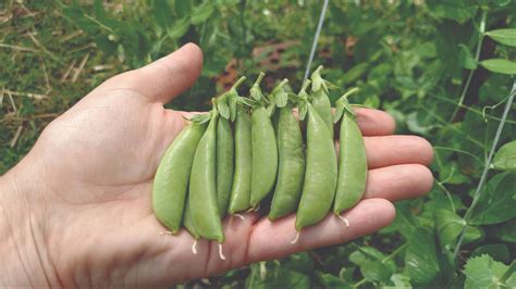 The Different Types of Peas Explained for Home Gardeners | Sow True Seed