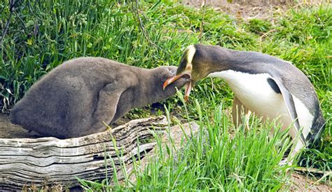 Baby Birdorable: Yellow-eyed Penguin in Penguins, Baby Birds