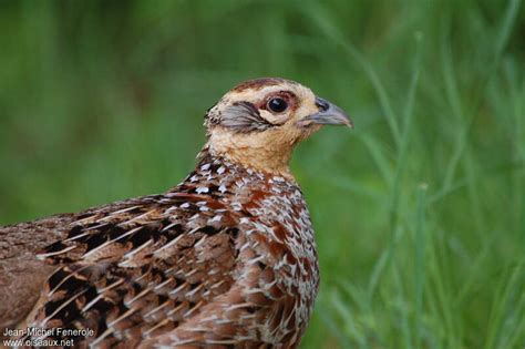 Reeves's Pheasant - Syrmaticus reevesii female adult - jefe68023