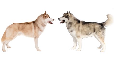 Alaskan Husky Vs Siberian Husky Appearance