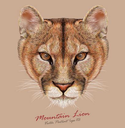 Vector Portrait Of A Mountain Lion Stock Illustration - Download Image ...