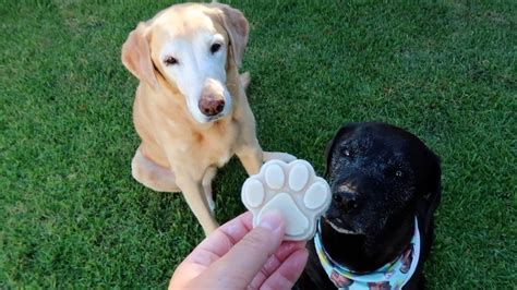 DIY Homemade Dog Ice Cream Tutorial: Make Pup Pops!