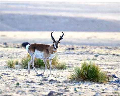 Pronghorn, aka Antelope | Cimarron, NM | Larry Lamsa | Flickr