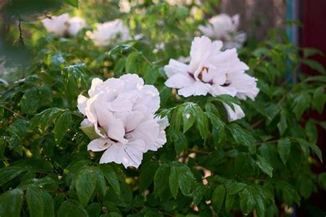 What Are Some Common Peony Colors? | Florgeous