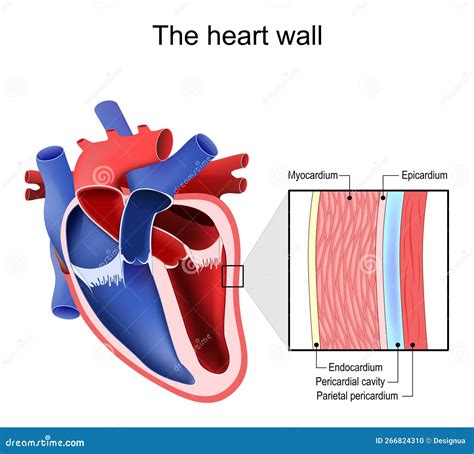 Heart Wall. Pericardium Structure Vector Illustration | CartoonDealer ...