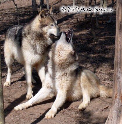 Pregnant wolf strains to stand up , watched by her mate . Wolf Tattoo Design, Wolf Design ...