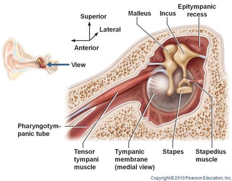 Tensor tympani muscle | Medical knowledge, Human anatomy and physiology ...