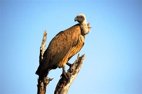 Vulture Bird Wallpaper,HD Birds Wallpapers,4k Wallpapers,Images ...