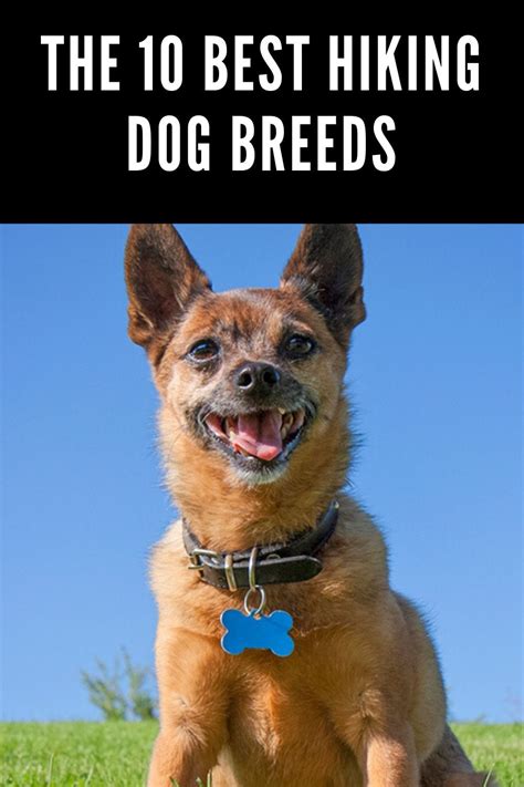 The 10 Best Hiking Dog Breeds | Hiking dogs, Dog breeds, Breeds