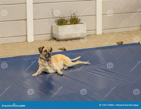 Dog on Swimming Pool Safety Cover Stock Photo - Image of lifestyle ...