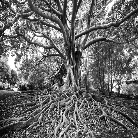 Fig Tree - Art Lovers Australia