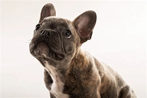 300+ French Bulldog Names: The Ultimate Name Idea List