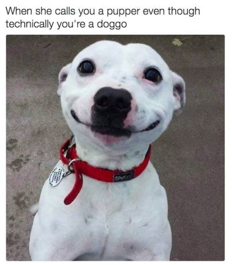 Woof, Dog Memes! (32 pics) - Izismile.com