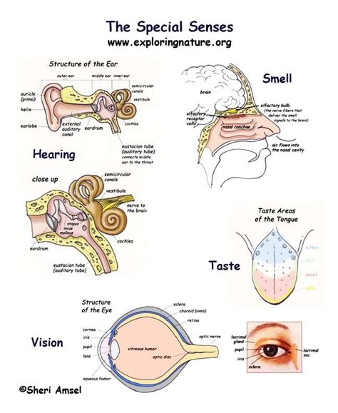 Pin by Lissy Tanner on anatomy and physiology | Basic anatomy and physiology, Nurse teaching ...