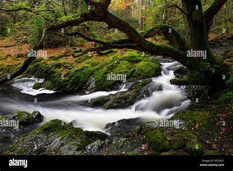 Tollymore Forest park shimna river flow flowing through county down northern ireland autumn fall ...