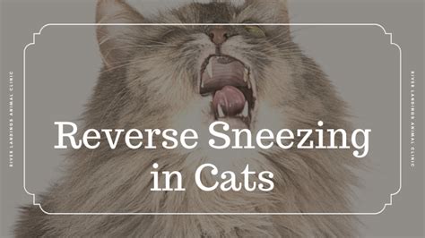 Reverse Sneezing in Cats — River Landings Animal Clinic in Bradenton ...