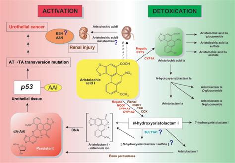 Biotransformation enzymes in development of renal injury and urothelial cancer caused by ...